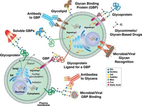 Complex carbohydrates on glycoproteins and glycolipids within and on ...