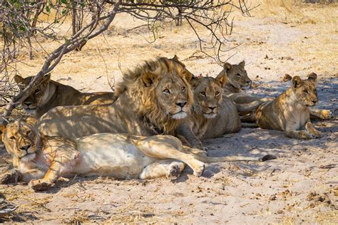 Pride of Lions Reportedly Attacks, Eats Rhino Poachers Trespassing on South African Reserve ...