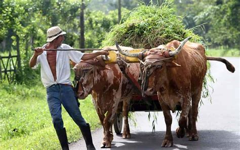 Best Costa Rica Coffee Tours, Plantation and Tasting Tours