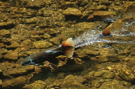 Puget Sound Salmon Spawning • NW Environmental Advocates