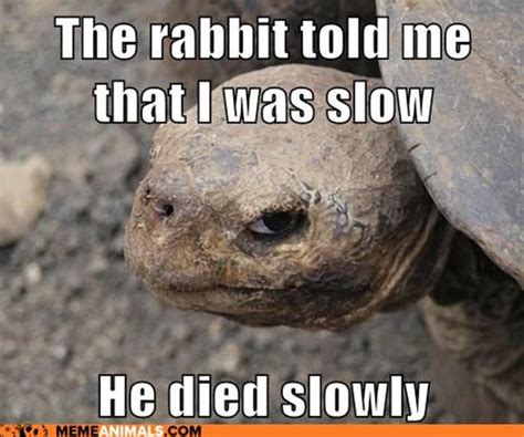 15 Funny Tortoise Pictures