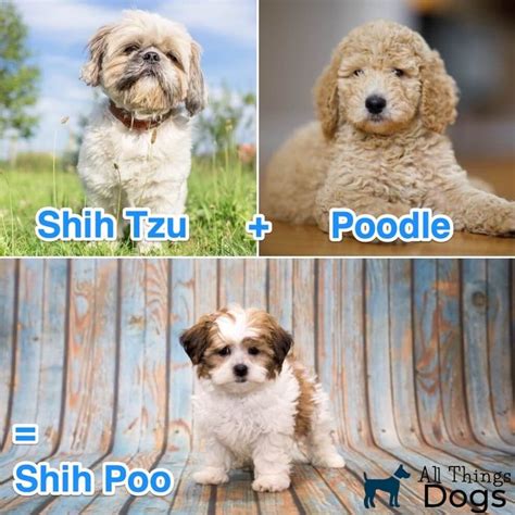 Shih Poo: Everything You Need To Know About A Shih Tzu Poodle Mix - All Things Dogs – All Things ...