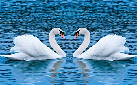 Beautiful Swans Hd Wallpaper K Ultra Hd Hd Wallpaper Wallpapers Net | My XXX Hot Girl