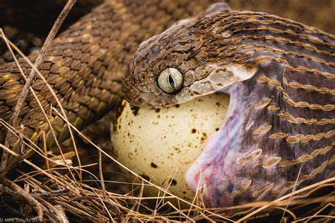 African Egg Eating Snake (Dasypeltis fasciata) : r/snakes