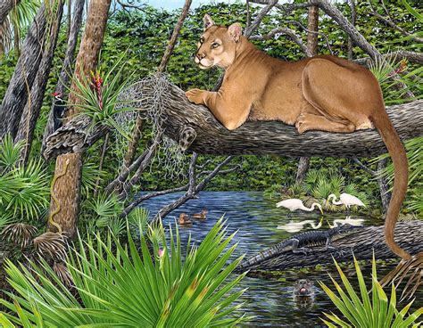 Florida Panther in Habitat Painting by Dawn Witherington - Pixels