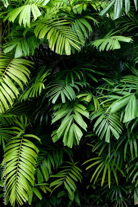 Tropical jungle nature green palm leaves on dark background in a garden ...