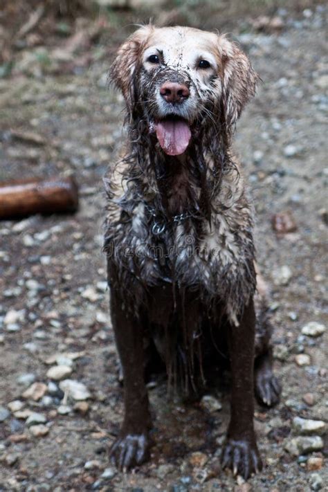 Muddy Dog stock foto. Image of behandeld, modder, vuil - 40123788