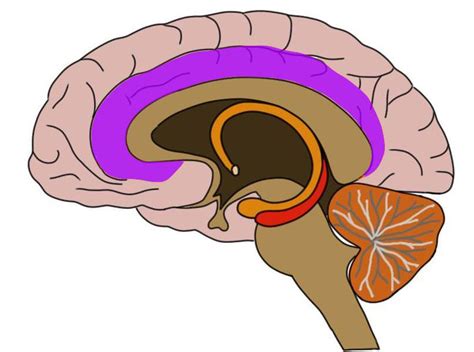 Know Your Brain: Cingulate Cortex