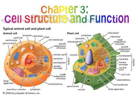 Chapter 3 Biology Cell Structure and Function Core 4 Quiz - Quizizz