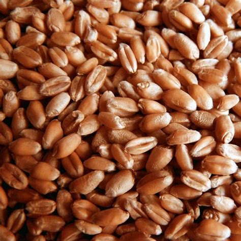 Hard Red Wheat - 5.5 lb - #10 Can | Food Storage Guys