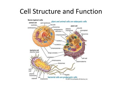 Cell Structure and Function PPT