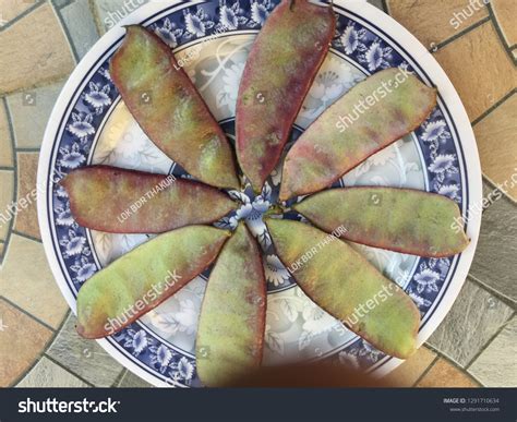 Tasting Nepal Nepali Food Festivalkathmandu Stock Photo 1291710634 ...