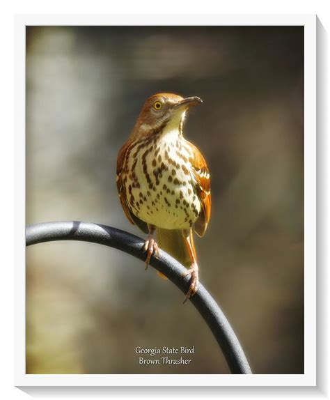 Georgia State Bird - Brown Thrasher Photograph by Robert L Jackson - Fine Art America