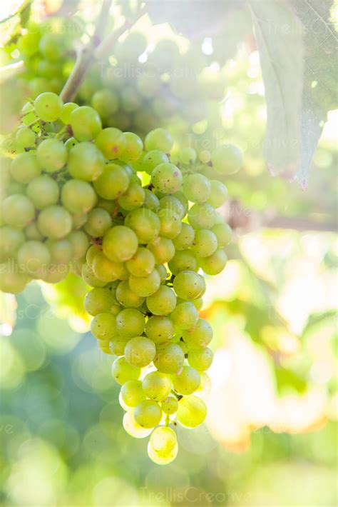 Image: Clusters of chardonnay grapes surrounded by grape vines. High-Res Stock Photo ...