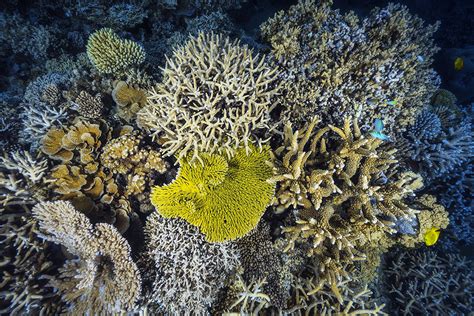 We Still Have a Chance to Save Coral Reefs. Will We Take it? - Coral ...