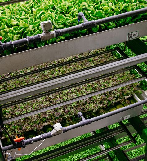 Vertical Farming: Why Growing Up Can Make a Difference - Bowery