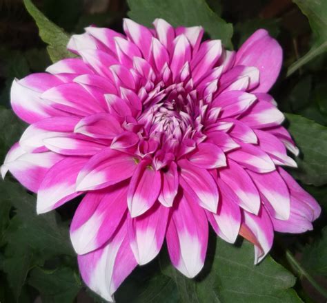 فائل:Chrysanthemum-purple-2.jpg - وکیپیڈیا