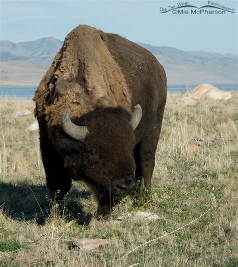 Grazing American Bison Bull – Mia McPherson's On The Wing Photography