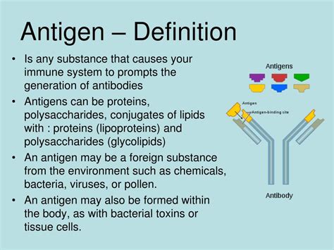 PPT - Antigen and Antibody PowerPoint Presentation, free download - ID:6687566