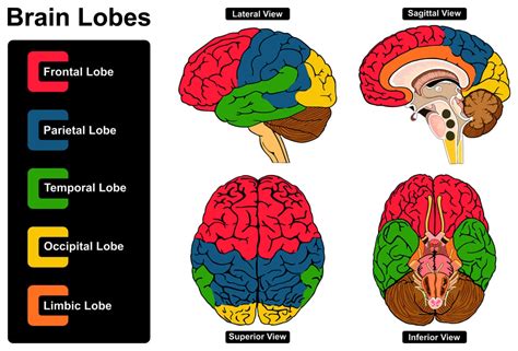 Brain Size & Intelligence: Do Larger Brains Mean Better Cognitive ...