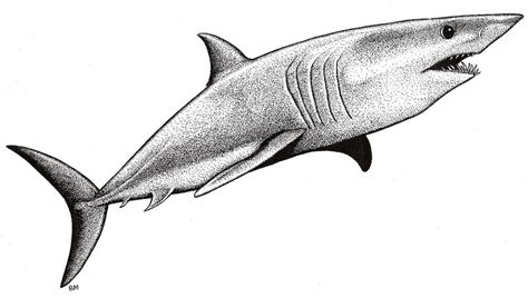 Mako Shark Picture | Pen and ink drawing of a Mako Shark by … | Flickr