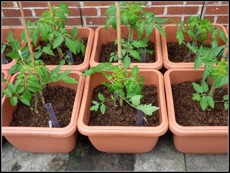 Pin by Karen Hutt on Gardening | Self watering containers, Native ...