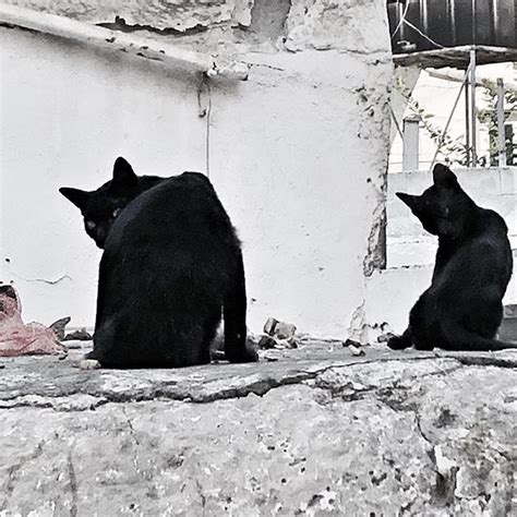 Cretan cats. #cat #cats #street #Urban #Greece #heraklion #Crete