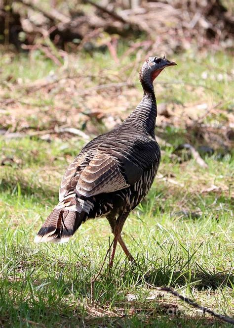 Female Wild Turkey Photograph by Carol Groenen - Fine Art America