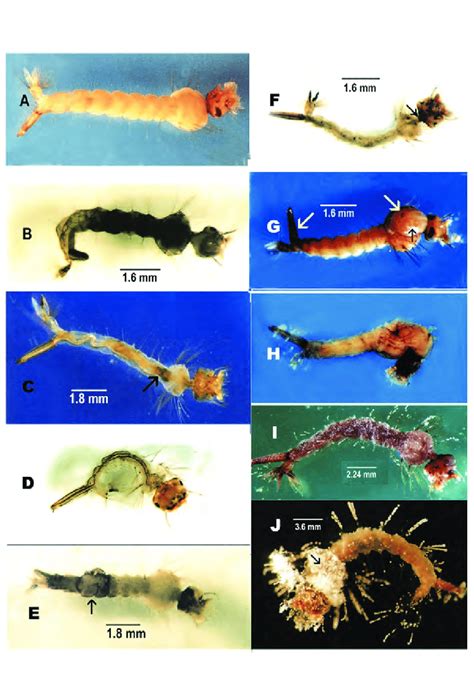 Morphological abnormalities of mosquito larvae: A. Normal larva, B.... | Download Scientific Diagram