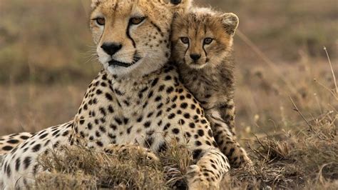 India introduces cheetahs from Namibia to revive species - EnviroNews ...