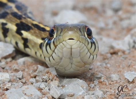 Checkered garter snake (harmless) | SW Oklahoma, 2021 | Jeremy Cohen | Flickr