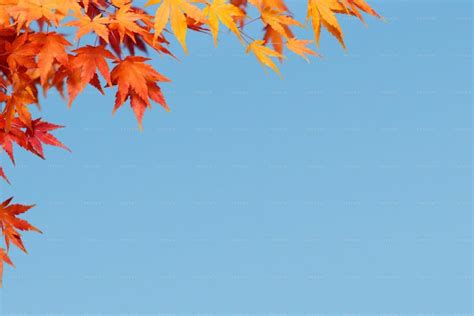 Autumn Background With Maple Leaves - Stock Photos | Motion Array