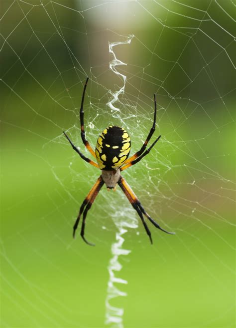 Black & Yellow Garden Argiope (spider) | Teresa K. Lasher