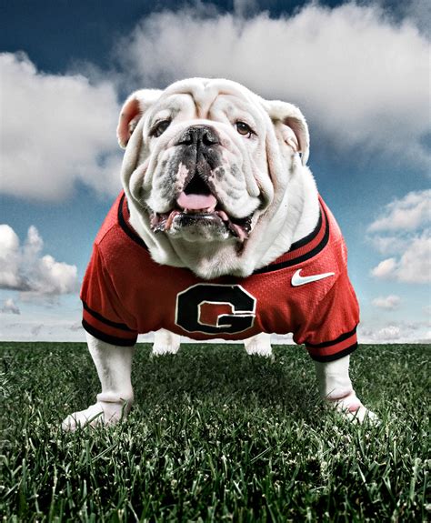 R.I.P Uga VII - University of Georgia Mascot, Bull DAWG | Flickr