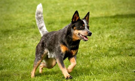 Is a blue heeler a cattle dog? Here’s What to Do Next – KeepingDog