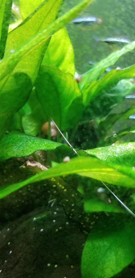 DIY Automatic fish feeder : aquaponics