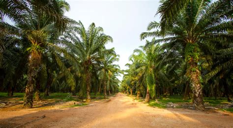 Premium Photo | Palm oil plantation