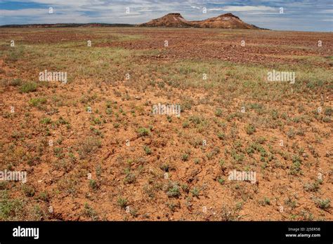 Taipan habitat hi-res stock photography and images - Alamy