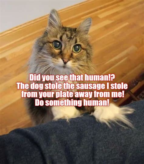 Do something human! - Lolcats - lol | cat memes | funny cats | funny ...