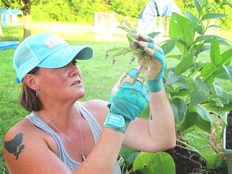 Grow this for Free Fertilizer | How to Propagate Comfrey - Cosmopolitan Cornbread