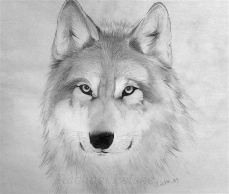 Wolf Drawing | Wolf drawing, Wolf artwork, Wolf sketch