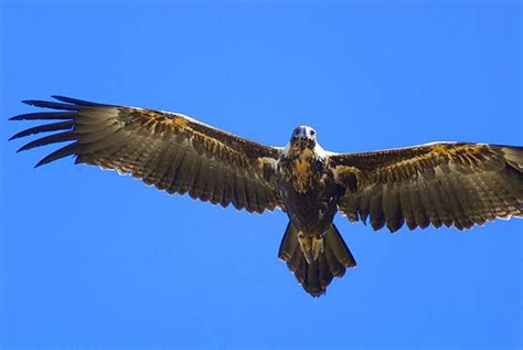 Wedge-tailed Eagles - Bush Heritage Australia