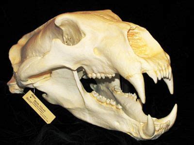 polar bear skull | Bear skull, Animal skeletons, Animal skulls