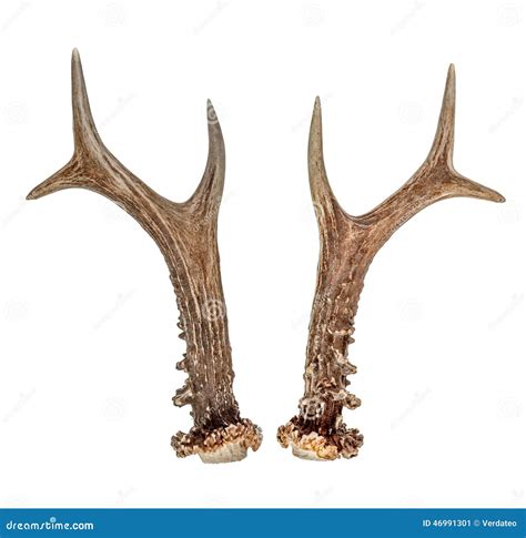 Roe deer antlers on white stock image. Image of mammal - 46991301