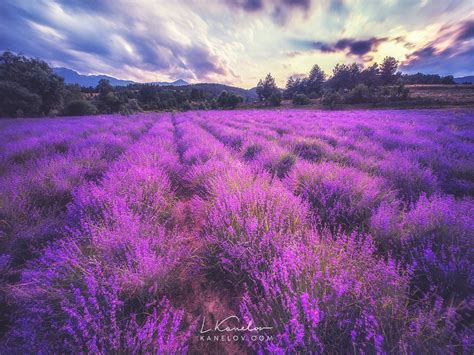Lavender field landscape photography, Nature landscape by Luke Kanelov ...