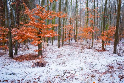 Beech Trees with Red Leaves in Winter Forest Landscape Stock Photo - Image of falling, outdoors ...