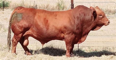 Beefmaster bull sold for SA record of R1,1 million