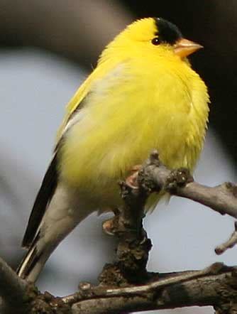 American goldfinch pictures