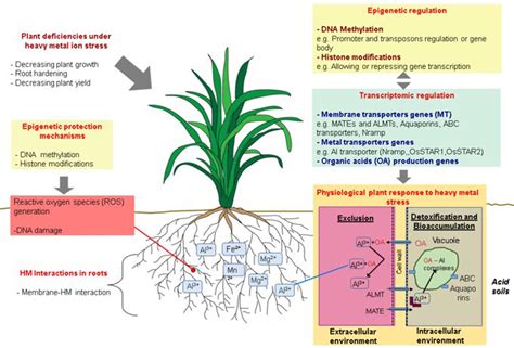 Frontiers | Epigenetic Control of Plant Response to Heavy Metal Stress: A New View on Aluminum ...