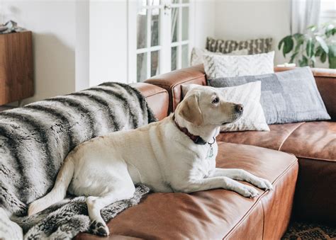 Are Leather Sofas Good For Dogs